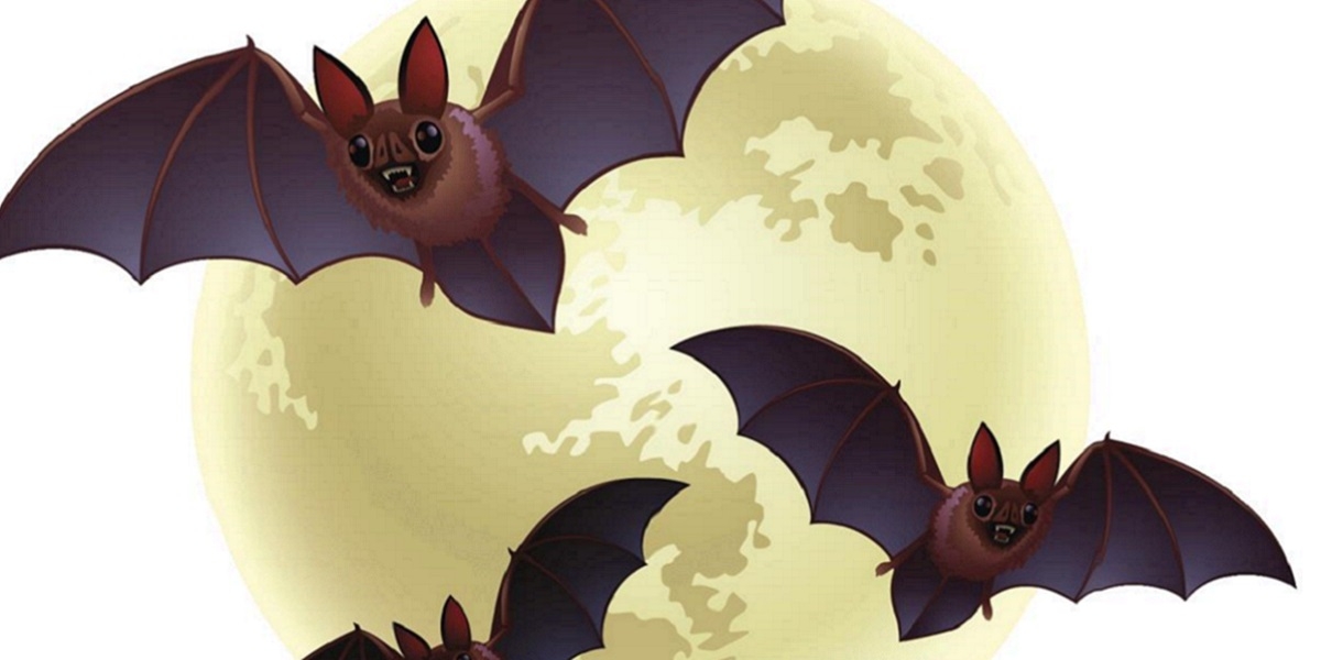 Bats of the Chihuahuan Desert