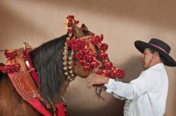Roberto Quijandría dressing Dorado de Domeq in the traditional horse gear for carriage. Horse gear by Vicente Rodríguez Robles, Sevilla, Spain
