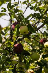 Apples ready to be picked on Los Luceros Historic Site