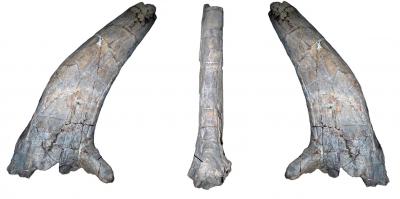 Sierraceratops horn 