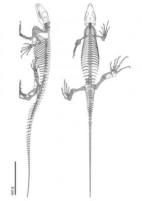 Eoscansor Skeleton