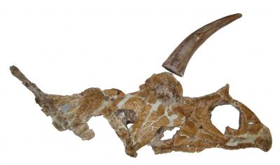 Bisticeratops skull