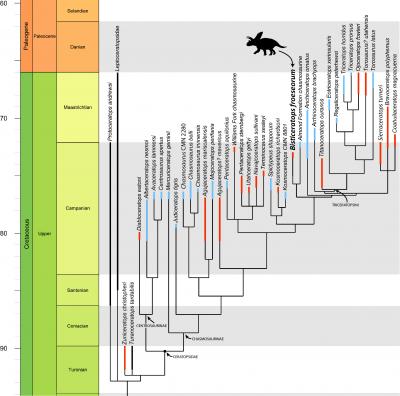 Ceratopsid Phylogeny